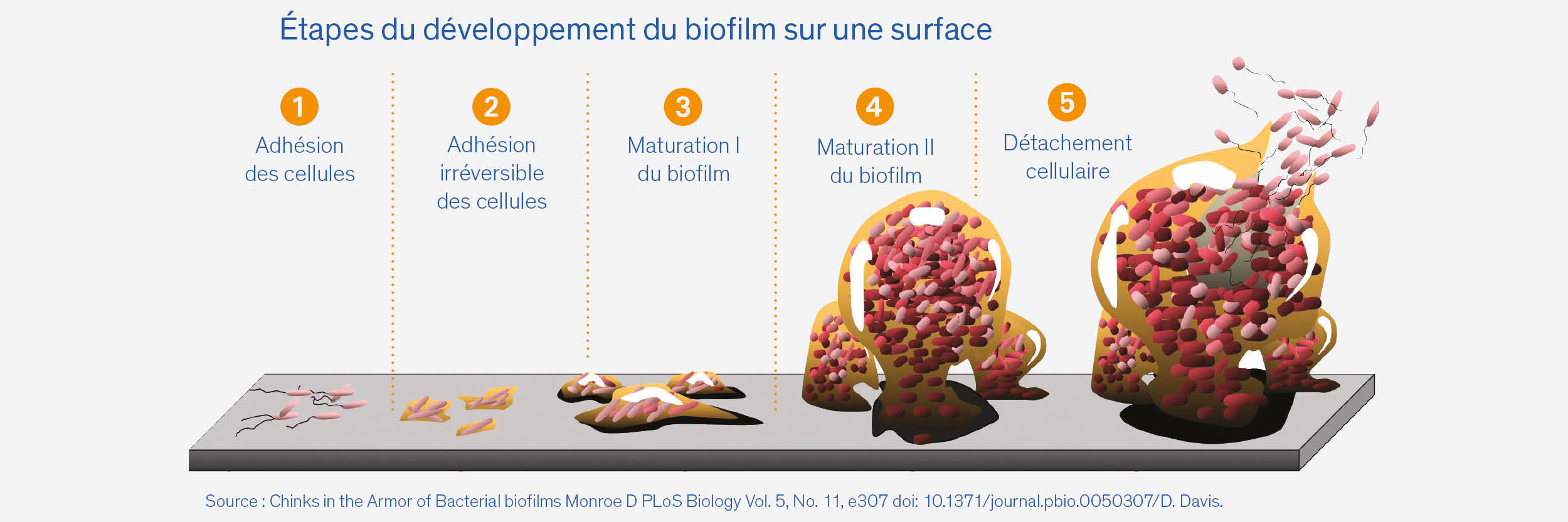 Etapes du développement du biofilm