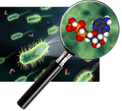 Les bactéries dans l'eau